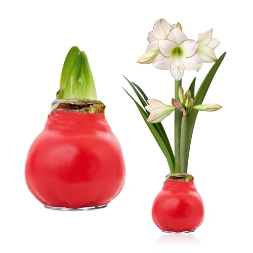 FLORIUM - Wachs Amaryllis Zwiebeln Rot Candy Bloom – Wachsamaryllis 28/30 Großformat | 1 Stück | gewachst/wax | ohne Gießen | Zimmerpflanzen aus Holland - Hippeastrum (kein glas, vase und Topf) von Florium