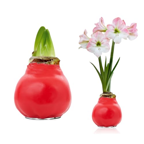 FLORIUM - Wachs Amaryllis Zwiebeln Rot Perfect Blossom – Wachsamaryllis 28/30 Großformat | 1 Stück | gewachst/wax | ohne Gießen | Zimmerpflanzen aus Holland - Hippeastrum (kein glas, vase und Topf) von Florium