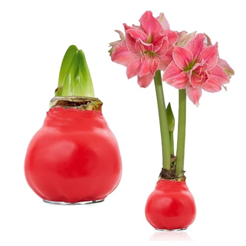 FLORIUM - Wachs Amaryllis Zwiebeln Rot "Romance" – Wachsamaryllis 28/30 Großformat | 1 Stück | gewachst/wax | ohne Gießen | Zimmerpflanzen aus Holland - Hippeastrum (kein glas, vase und Topf) von Florium