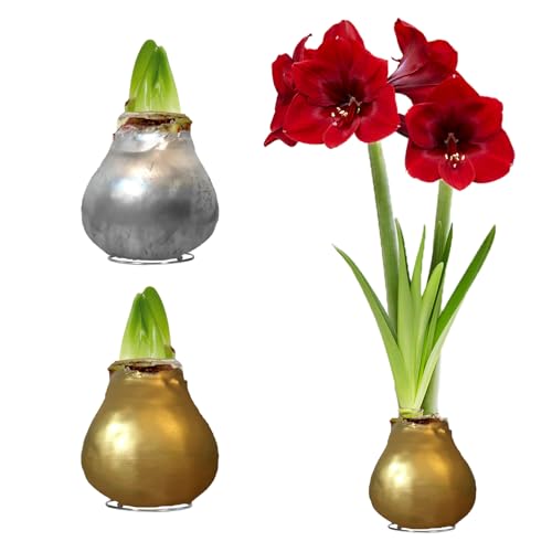 FLORIUM - Wachs Amaryllis Zwiebeln Silber,Gold – Wachsamaryllis 28/30 Großformat | 2 Stück | gewachst/wax | ohne Gießen | Exklusive Zimmerpflanzen aus Holland - Hippeastrum (kein glas, vase und Topf.) von Florium