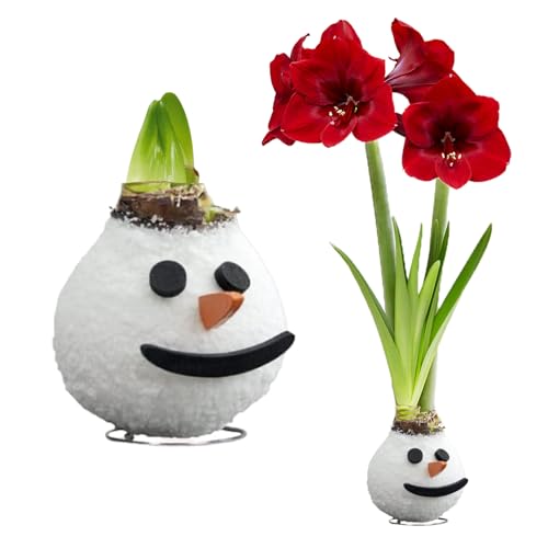 FLORIUM - Wachs Amaryllis Zwiebeln Snowman - Wachsamaryllis 28/30 Großformat | 1 Stück | gewachst/wax | ohne Gießen | Exklusive Zimmerpflanzen aus Holland - Hippeastrum(kein glas, vase und Topf) von Florium