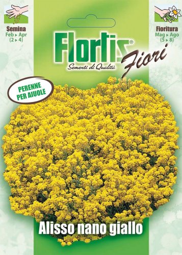 Flortis 4351002 Strand-Silberkraut gelb (Silberkrautsamen) von Flortis