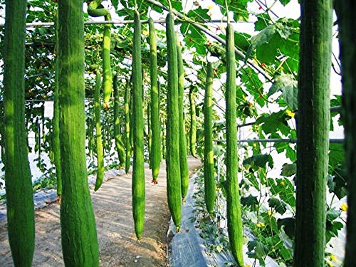 Luffa-Samen, Schwamm, Gurke, Handtuch, Bio-Gemüse, Luffa, Cylindrica, Luffa, eckig, 10 Samen Luffa-Samen, Schwamm, Gurke, Handtuch, Bio-Gemüse, Luffa, Cylindrica, Luffa, eckig, 10 Samen von Flowelover