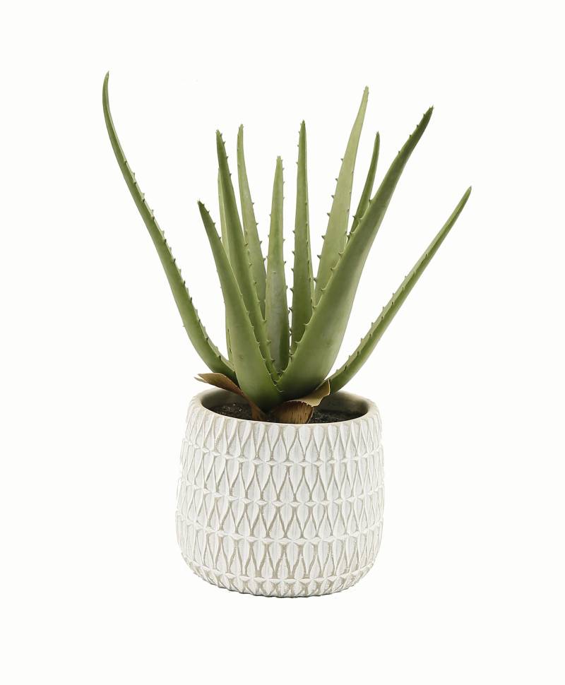 Flower Manufaktur Aloe getopft ca.35 cm 9723-883 in von Flower Manufaktur