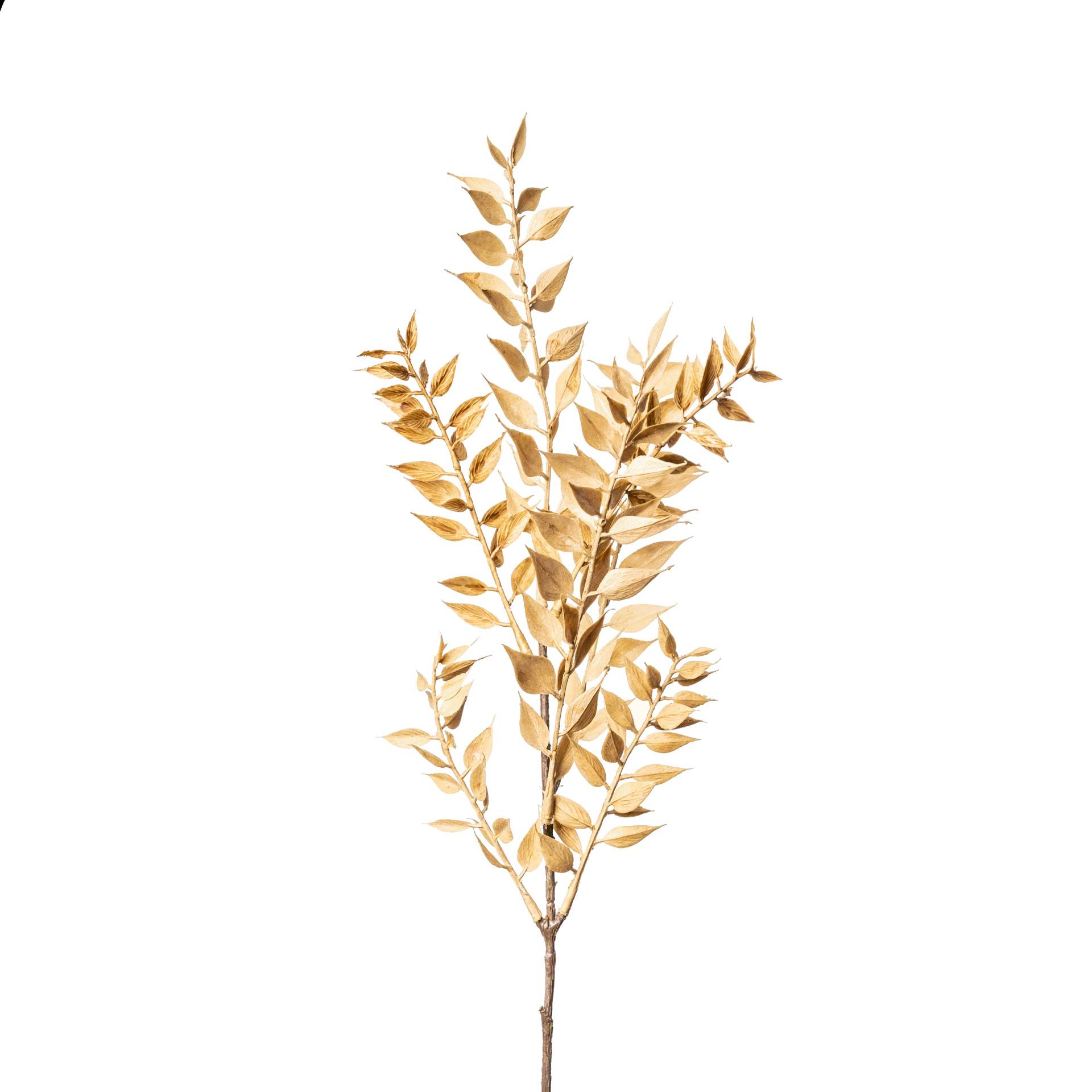 Flower Manufaktur Mini Ruscus ca.50 cm 9242-616 in von Flower Manufaktur