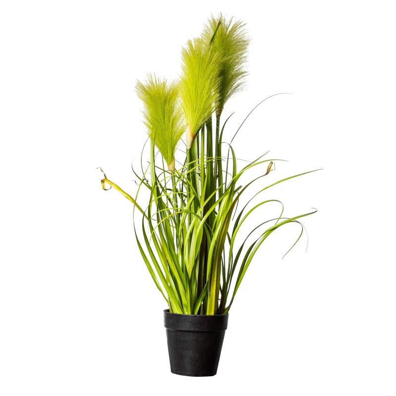 Flower Manufaktur Pampasgras getopft ca.55 cm 1320-883 in von Flower Manufaktur