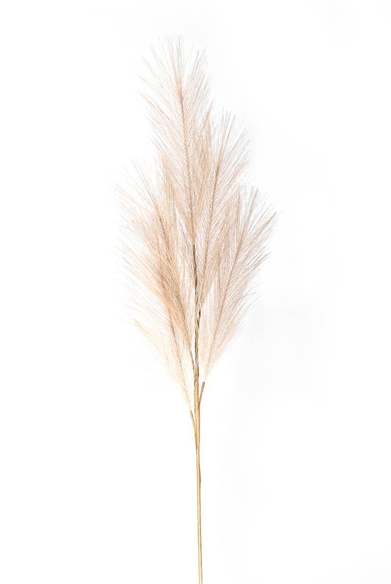 Flower Manufaktur Pampaswedel ca.68cm 9645-606 in von Flower Manufaktur