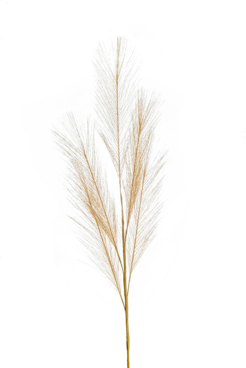 Flower Manufaktur Pampaswedel ca.68cm 9645-666 in von Flower Manufaktur