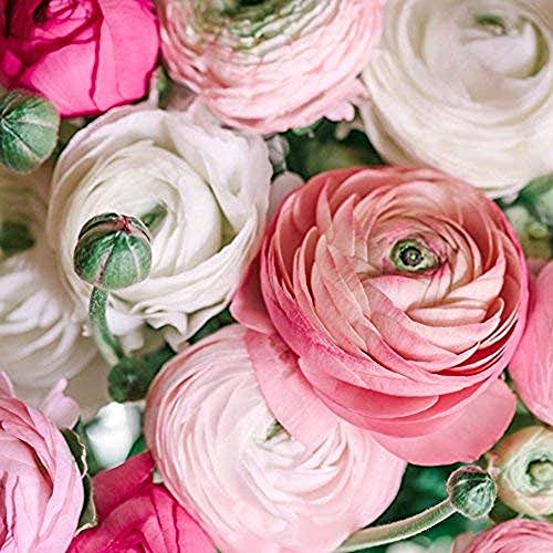 10 Ranunculus Pastell Mix Butterblumenzwiebeln Ranunculus Blumenzwiebeln Leicht zu pflanzen Genießen Sie die Freude an der Ernte Geeignet für Anfänger von Flower field Story