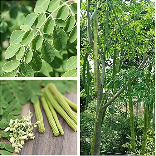 10 Stück Moringa-Samen Staudenbaum-Drumstick-Baum Zum Pflanzen Von Ourdoors Gartenhof Immergrüne Blüte Das Ganze Jahr über Einfach Zu Pflanzen Frischer Reiner Natürlicher Samen von Flower field Story