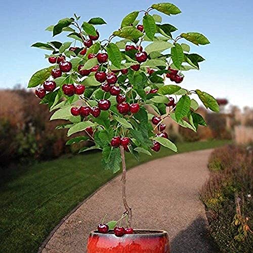 10 Stück Zwerg Kirsche Baum Saat Selbstfruchtbar Obstbaum Drinnen Draußen von Flower field Story