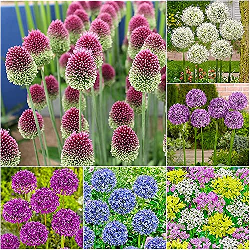 10 Stück gemischte Allium Zwiebeln Mehrjährige Heirloom Blumenzwiebel für den Garten Balkon die bunte Zierblumen pflanzt schaffen einen lebendigen klassischen Garten von Flower field Story