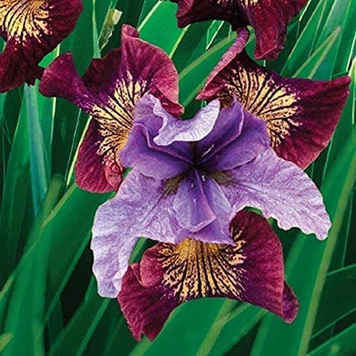 100 Stück Bunte Iris Samen Selten Schöne mehrjährige Blumensamen Hausgarten Balkon Blumen Leicht zu pflegen Bringen Sie ein Gefühl der Leistung von Flower field Story