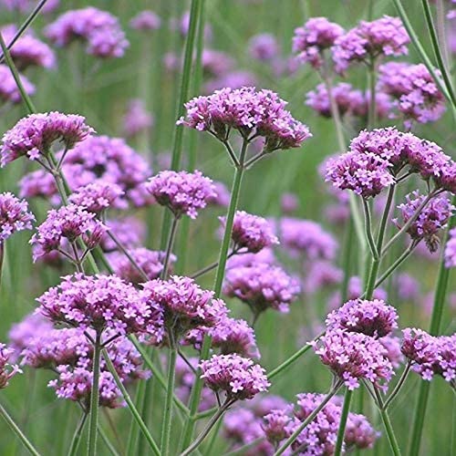 100 Stück Eisenkraut Samen Zitronen Blumensamen Exotische Blumensamen Staudengarten von Flower field Story