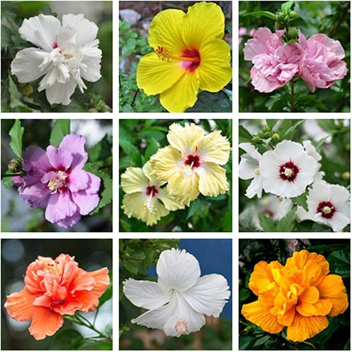 100 Stück Hibiskus-Samen Winterharte Mehrjährige Kräuter Für Den Garten Blumen Einfach Zu Pflanzen Hohe Keimrate Rose Von Sharon DIY Hausgarten Dekor Patio Innenhof Drinnen Ourdoors von Flower field Story