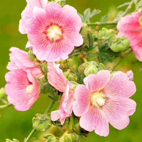 100 Stücke Stockrosen Samen Benutzt Für Balkon Terrasse Pflanzung Rosa Gartenarbeit Blumen Anpassungsfähig Für Anfänger Geeignet von Flower field Story