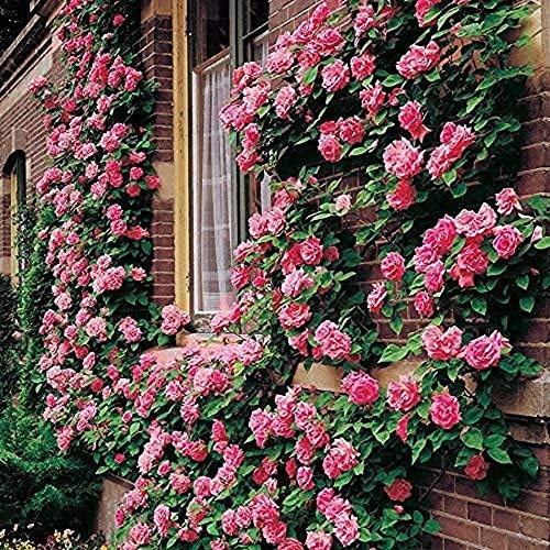 100Stücke Climbing Rose Seeds Mehrjährige Bonsai Climber Rose Bush Pink Rose Nicht gentechnisch veränderte Zierpflanzen Yard Office Dekoration Offene bestäubte Samen von Flower field Story