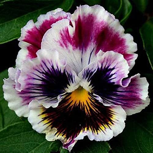 100Stücke Duft Stiefmütterchen Blume Saat Mix Color Blooming Viola Tricolor für Hausgarten Outdoor Yard Farm Pflanzung Hardy Jährlicher Gartensamen von Flower field Story