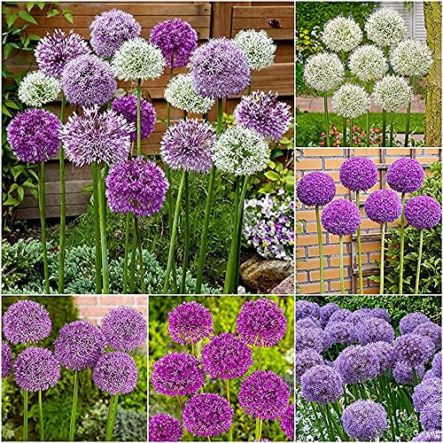 Flower field Story 12 Stück gemischte Allium-Zwiebeln Mehrjährige Blumenzwiebel Blühende bunte Blumen Geeignet für die Dekoration von Familiengarten Steingarten Einfacher Anbau von Flower field Story