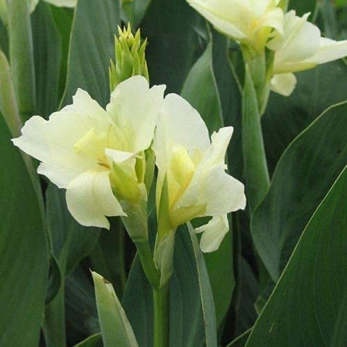 2 Stück Canna Lily Zwiebeln frische schöne mehrjährige Pflanze Canna Zwiebeln Rhizom exotische Blumen für Gartenpflanzung von Flower field Story