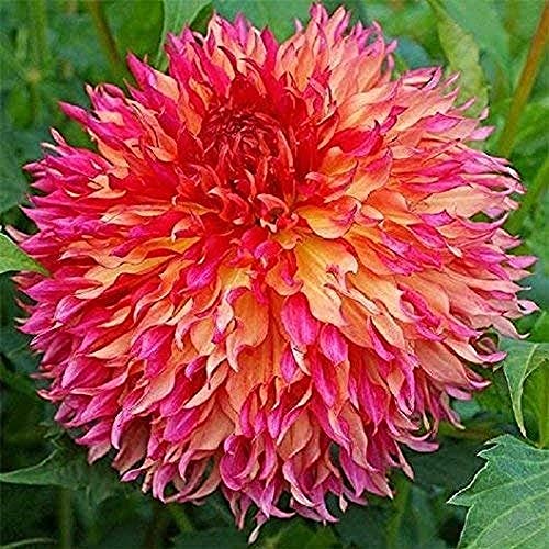 2 Stück Dahlien zwiebeln Mix Farbe Duftend Hardy Flower Ornamental für Gartenbalkon Hohe Keimrate Mehrjährige Kräuter Knollen zum Pflanzen von Flower field Story