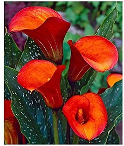 2 Stück Flame Calla Lily Zwiebeln Gelb Rot Intensive Farbe im Freien Gartenhof Einfach zu pflanzen Dekoration Schnittblumen Qualität Garten Geschenk von Flower field Story