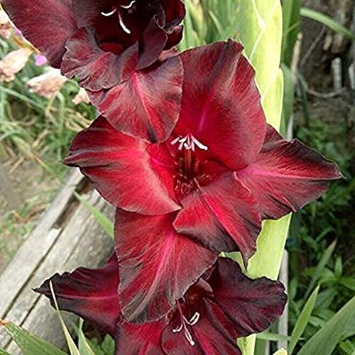 2 Stück Samt Glühen Schwarz Rot Gladiolenzwiebeln Schwertlilie Frische Blüte Große Spektakuläre Blütenköpfe Gladiolenzwiebeln von Flower field Story