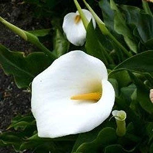 2 Stück echte weiße Calla-Zwiebeln Pflanzen für Garten Büro Dekoration Duft mehrjährige Kräuter Blume hohe Keimrate Zwiebel einfach zu pflanzen von Flower field Story
