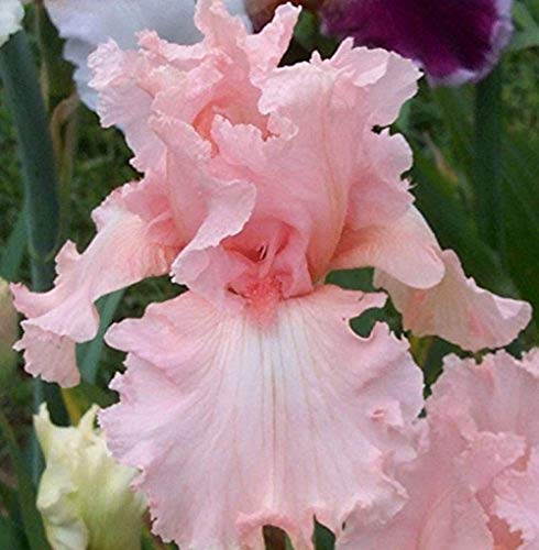 2 Stücke Rosa Irisbirnen Schöne Blühende Stauden Wieder Blühende Iris Bartiriswurzel Große Spektakuläre Blütenköpfe von Flower field Story