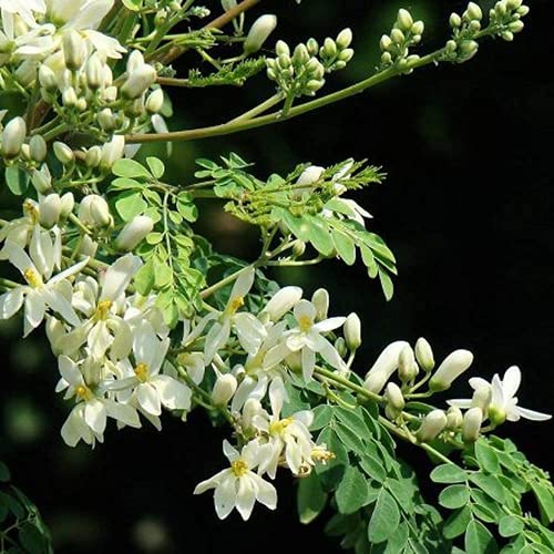 20 Stück Moringa Samen Natürliche Grüne Blätter Dekoration Trommelstock Baum Weiße Blumen Hohe Keimrate Mehrjährige Kräuter Samen Für Drinnen Ourdoors Gartenhof Pflanzen von Flower field Story