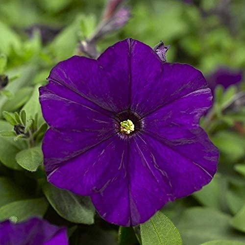 200 Stück Lila Petunien Samen Dichte Blüte Frische Blumen Samen Blickfang von Flower field Story