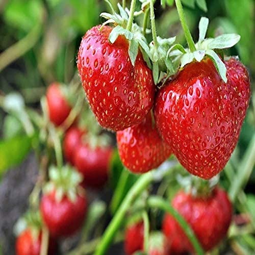 200 Stück rote Erdbeerpflanzen samen Große Früchte Erdbeer Klettern für Balkongarten von Flower field Story