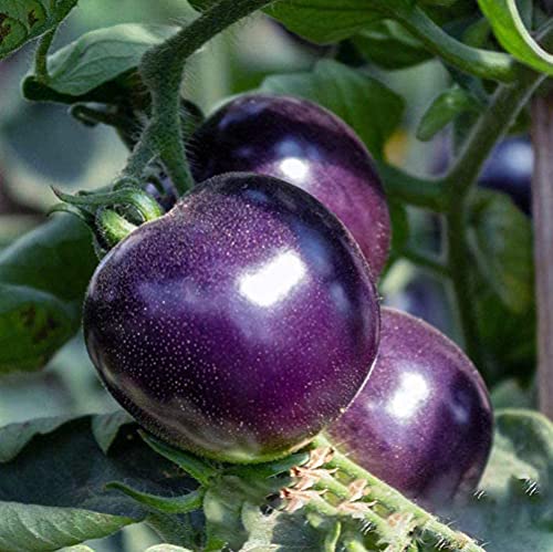 20Stücke lila Tomate Samen Topf Innenhof Garten Mehrjährige Erbstück samen Exotische Gemüsesorten von Flower field Story