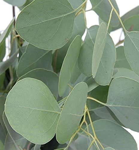 25Stücke Mehrjähriger Silberdollar Eukalyptus Saat oder Familiengarten im Freien immergrüne Dekoration Leicht zu keimen starke Anpassungsfähigkeit von Flower field Story