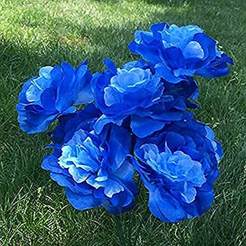 2Stücke Blue Dahlia Bulbs Mysteriöse seltene Farbvarianten Dekorative mehrjährige Blume Frühlingszwiebel zum Pflanzen von reichem Aroma Blumenstrauß Weihnachtsgeschenke von Flower field Story