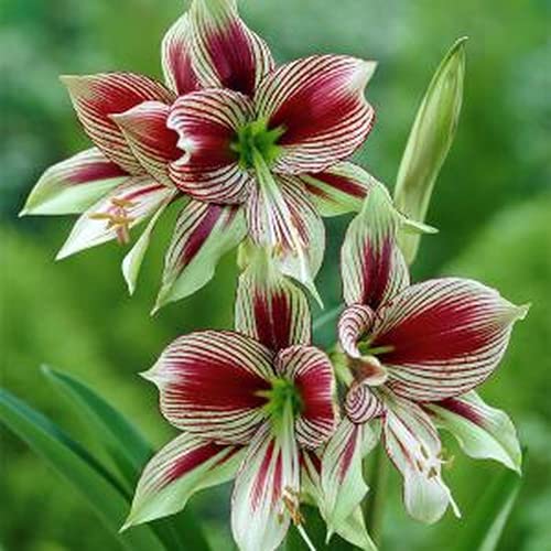 3 Stück Amaryllis Zwiebeln Atemberaubende Mehrjährige Winterharte Blumen Zur Gartenbalkonbepflanzung Blühende Schöne Blumen Auffallend von Flower field Story