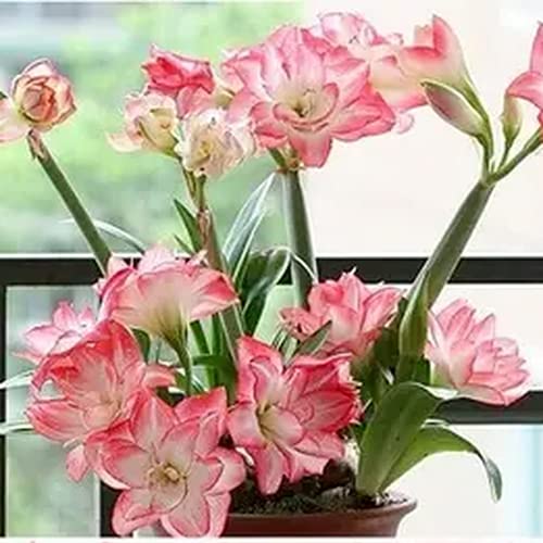 3 Stück Amaryllis Zwiebeln Frische Hippeastrum Zwiebel Einfache Kultivierung Duftende Blumen Schmücken Gartenhof Einzigartige Gartenlandschaft von Flower field Story