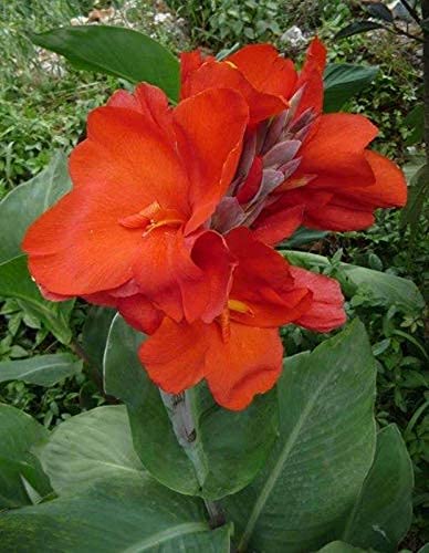 3 Stück Rote Canna Lily Zwiebeln Tropische Blumenzwiebeln Wohlhabende und wunderschöne Canna Zwiebeln zum Pflanzen im Freien von Flower field Story