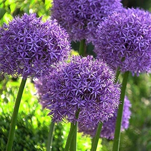 3 Stück lila Allium Zwiebeln Indoor Outdoor Zier Allium giganteum Blumen Garten Gartenpflanzung das ganze Jahr über Frühlingszwiebel Zwiebel zum Pflanzen von Flower field Story