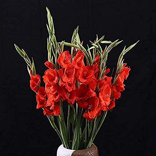 3 Stück rote Gladiolen zwiebeln Schöne Blumenzwiebeln Frische rote Blumen Blumenzwiebeln Staude von Flower field Story