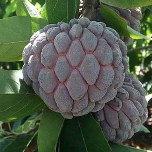 30 Stück Annona Seeds Delicious Sugar Apple Non - GMO Staude Tropical Custard Apfelfrucht Samen Zum Pflanzen Im Freien Oder Drinnen Garten Balkon von Flower field Story