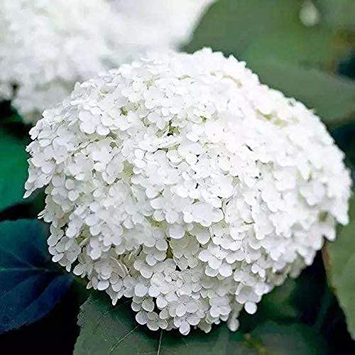 30 Stück reine weiße Hortensien samen reiner Schneeball wie große Blumen die im Garten blühen Schöne Landschaft während des ganzen Jahres von Flower field Story