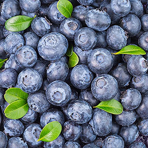 300 Stück Natürliche Blaubeer Samen Einfach Zu Pflanzen Brauchen Sie Nicht Viel Pflege Genießen Sie Die Freude An Der Ernte Ist Eine Schöne Garten Dekoration von Flower field Story