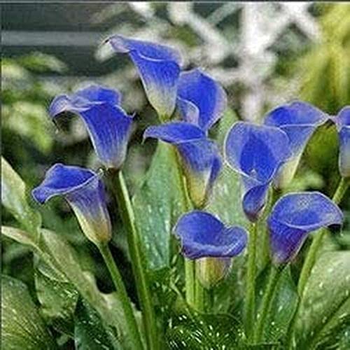 4 Stück Calla Lilie Birne Zwiebeln für die Garten pflanzung Seltene blaue Blumen zwiebeln Auffällige magische Farbe Leicht zu Zier Staude von Flower field Story