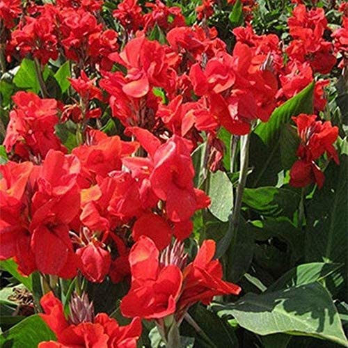 4 Stück leuchtend rote Canna Lily Zwiebeln große im Freien schöne grüne Blattblume frische Canna Zwiebeln Rhizom von Flower field Story