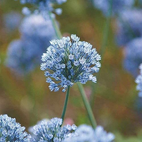 5 Stück Allium Zwiebeln Blau Allium giganteum Schöne Zwiebel Outdoor Garten Ready Planting Seltene mehrjährige Blume von Flower field Story