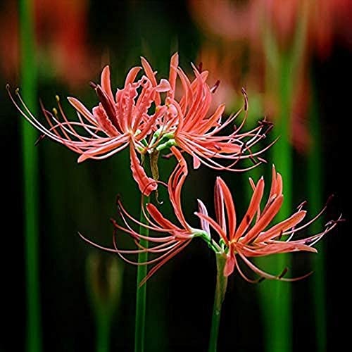 5 Stück Lycoris Zwiebeln Rote Spinne Lilie Lycoris Radiata Zwiebeln Herbst blühende Staude einfach zu pflanzen Geeignet für Anfänger Gärtner von Flower field Story