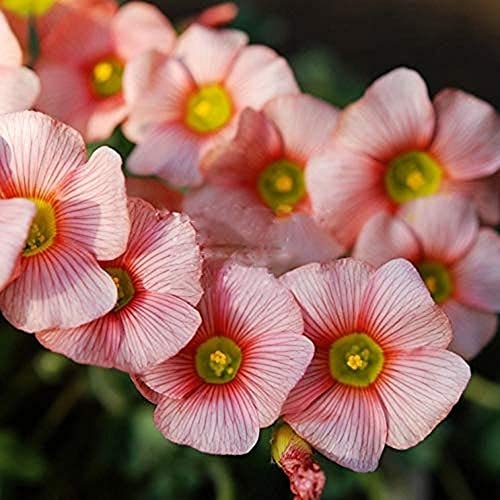 5 Stück Selten Normal Oxalis obtusa Erröten Oxalis Blumenbirnen Farbe Rotary für Gartenbirne ist klein für Hausgarten von Flower field Story