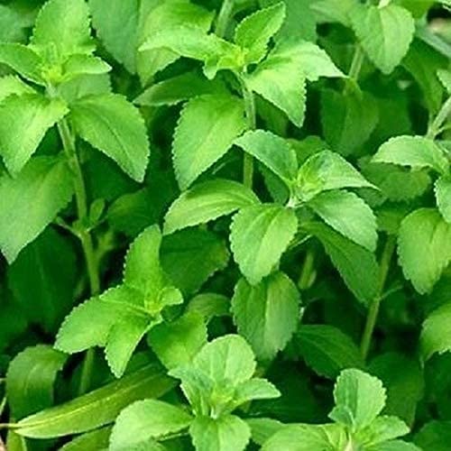 50Stücke STEVIA REBAUDIANA Samen Süßes Blatt Staude Kräuter Pflanzen das ganze Jahr über Indoor Outdoor Immergrüne Dekoration blüht schöne Blume schnelles Wachstum von Flower field Story