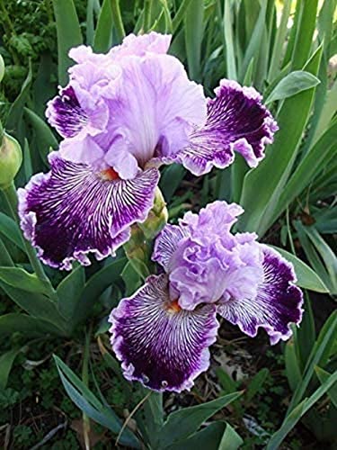 50 STÜCK Elegante lila Orchidee Bartiris Samen schöne Blume mehrjährige DIY Home Garden Dekoration Geeignet für Anfänger von Flower field Story